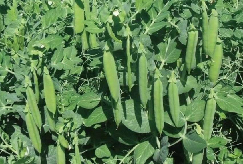 四种农业,种地种什么农作物比较好