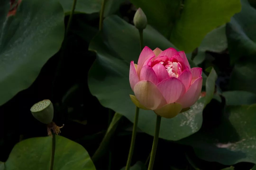 道德经人生成功的七重境界,老子道德经人生三大智慧