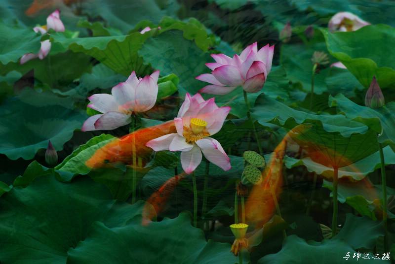 荷花池里看荷花的诗句,古人有关荷花和莲花的诗词