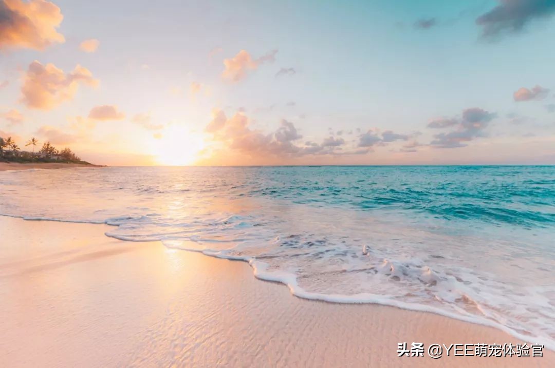 螺旋藻在鱼饲料中的添加对比,螺旋藻鱼粮