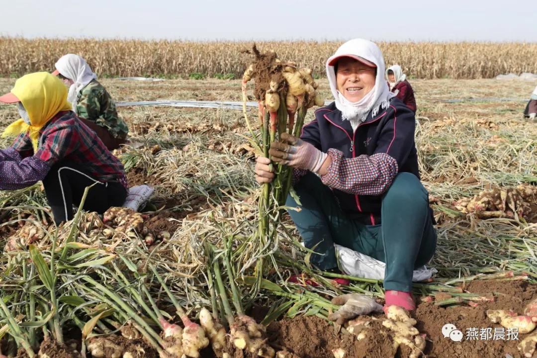 种植生姜喜丰收,一亩地2万斤大姜种植