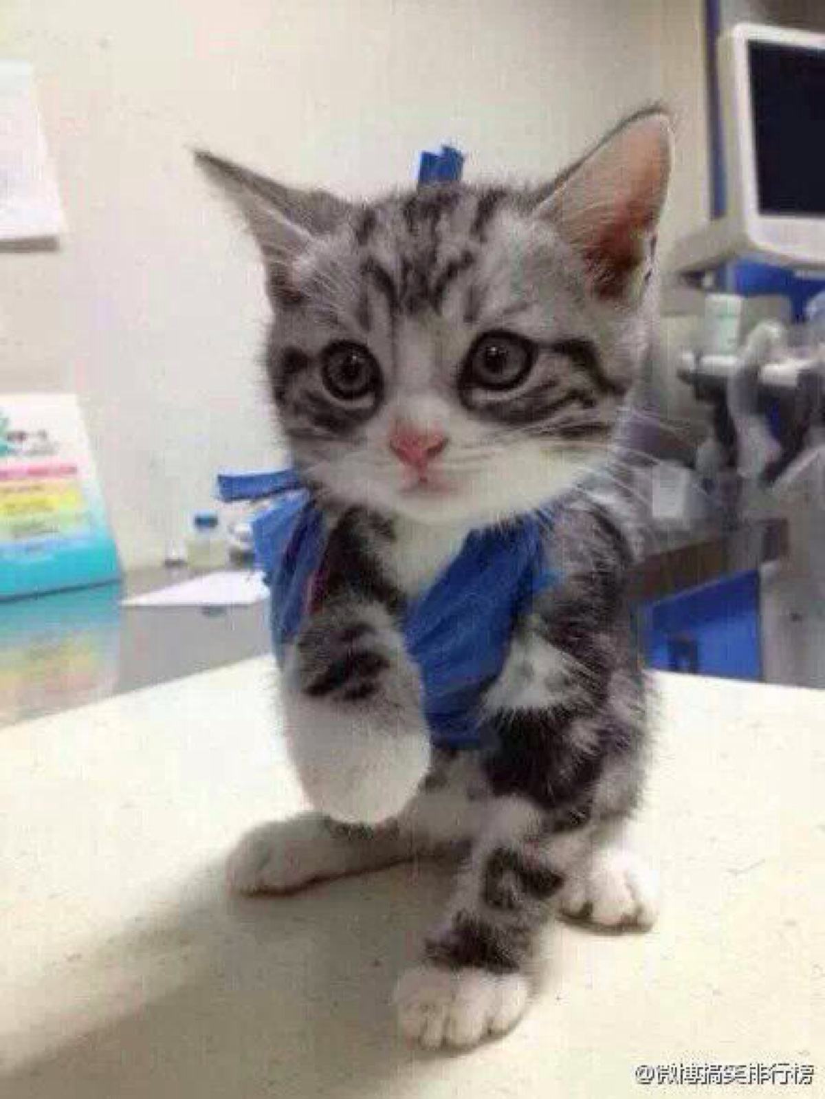 猫咪突然四肢不协调一条腿瘸了,猫咪四肢突然发直然后软