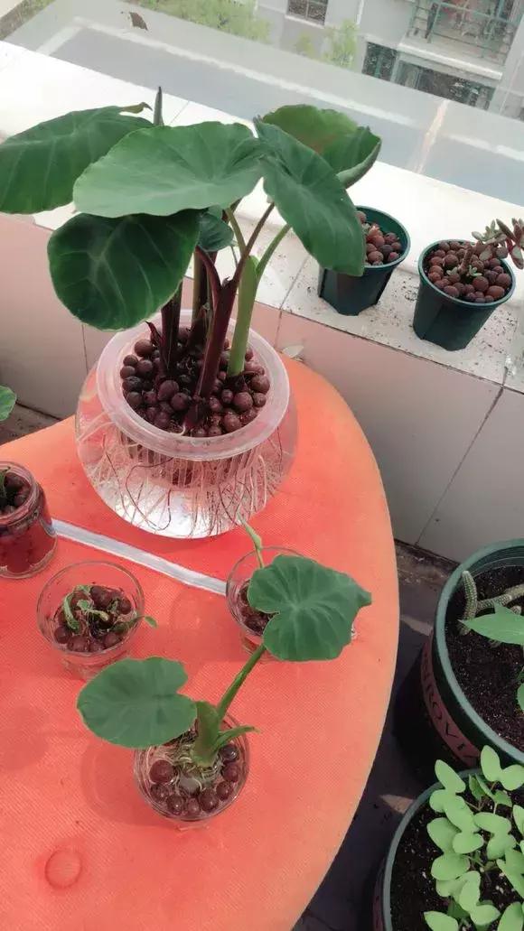 这6种菜根不要丢,哪4种菜根不能丢在家盆栽