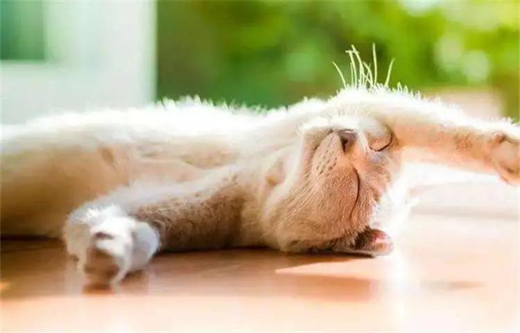 冬天农村猫咪如何过冬,冬天猫咪怎么过冬