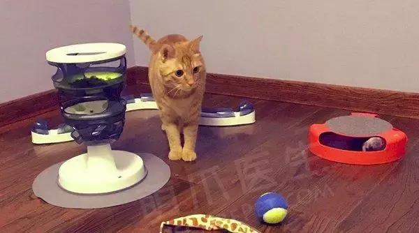 猫咪为啥喜欢玩袋子 (为什么猫咪喜欢吃塑料袋)