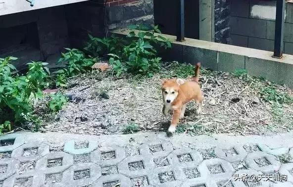 土狗有虫子怎么养,土狗养什么最旺