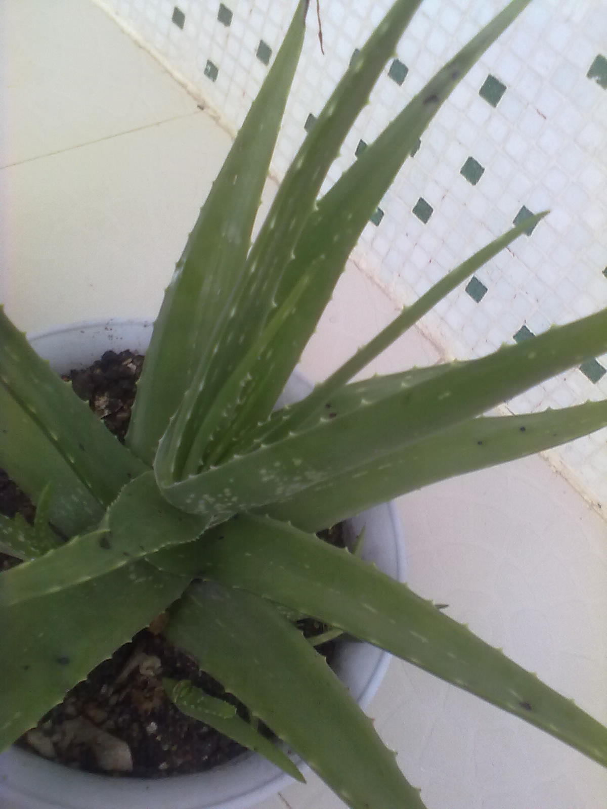 芦荟施肥春夏秋冬,芦荟正确的施肥方法