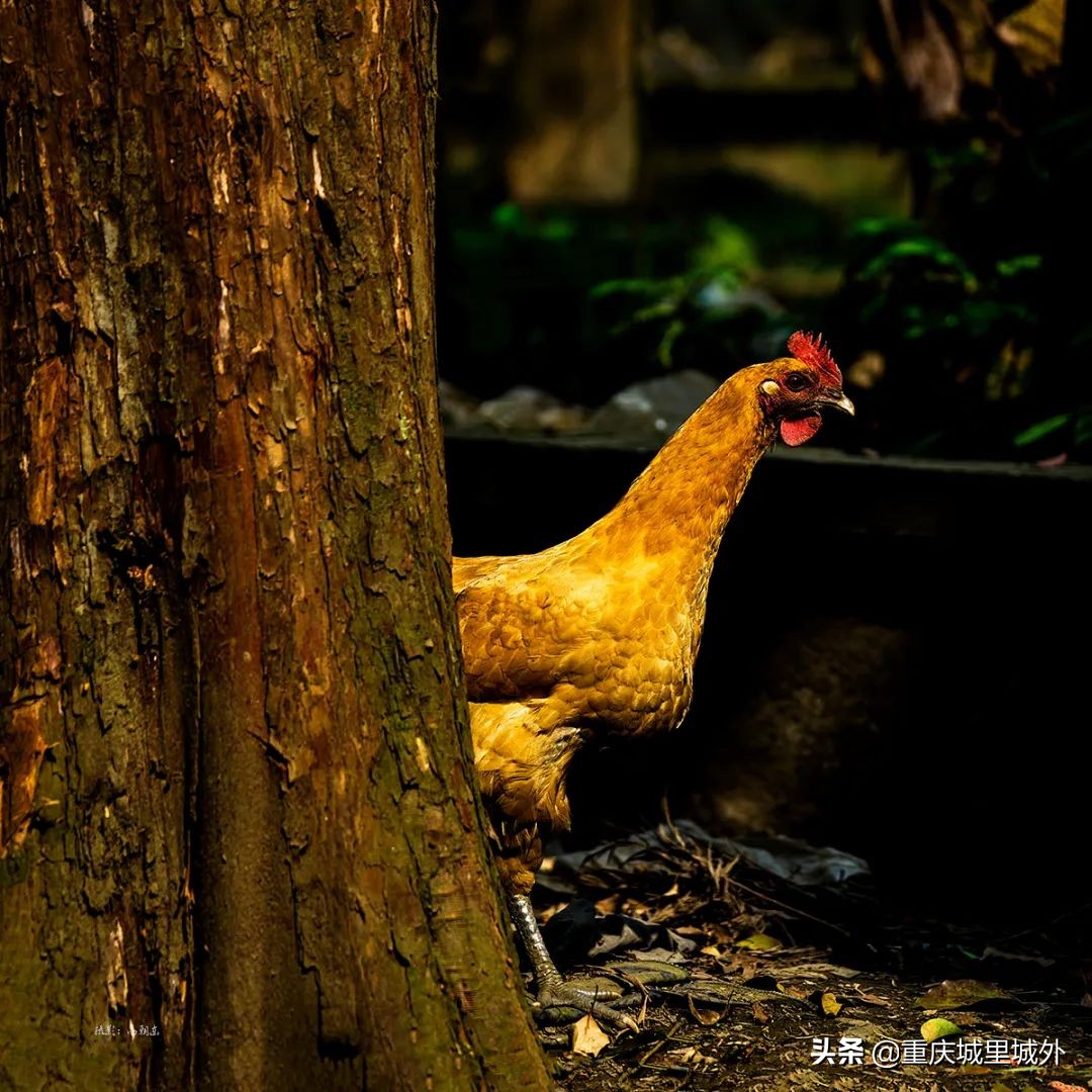 重庆的一个小岛,重庆江心岛是哪里