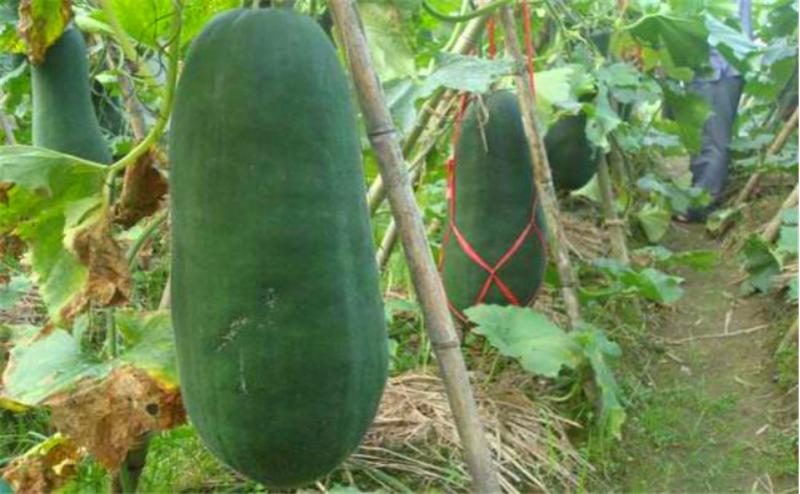 冬瓜正确的整枝打叉的方法,小冬瓜怎么整枝打叉结瓜多