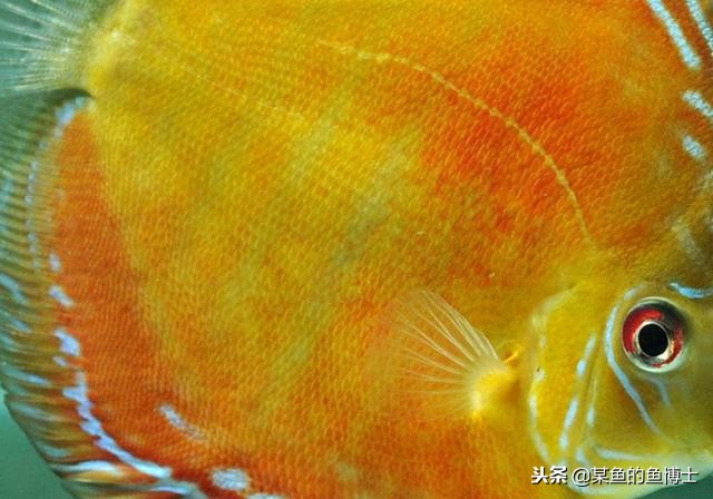 热带鱼寄生虫驱杀液,热带鱼体内驱虫用什么药