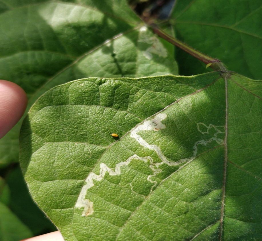 豆角斑潜蝇怎么彻底消灭,豇豆肥害怎么挽救