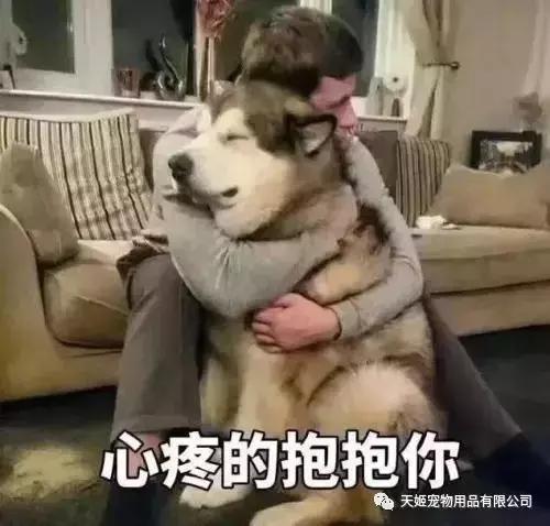 要不要给公狗狗做绝育,狗狗做了绝育手术性格会变吗