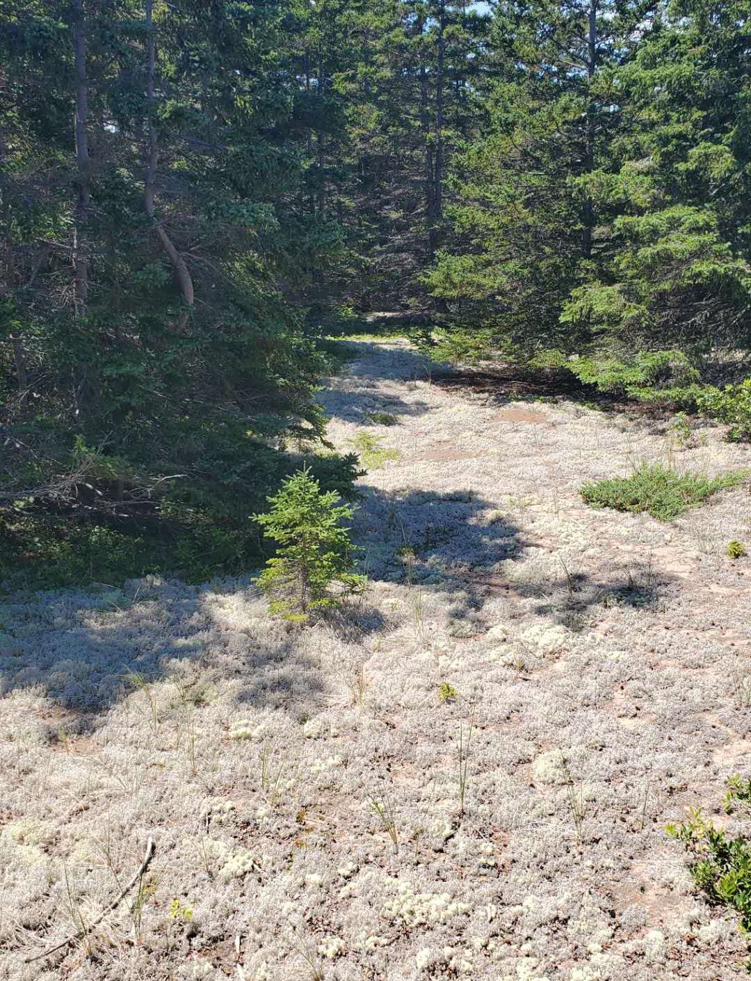 加拿大地图爱德华王子岛,加拿大的爱德华王子岛