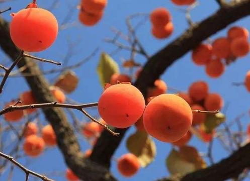 柿子摆放在房间哪里最好,摆放柿子有什么讲究