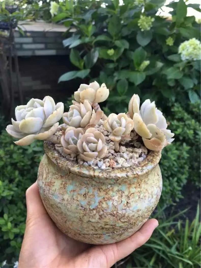 多肉老桩移栽后如何护理,多肉老桩的叶插