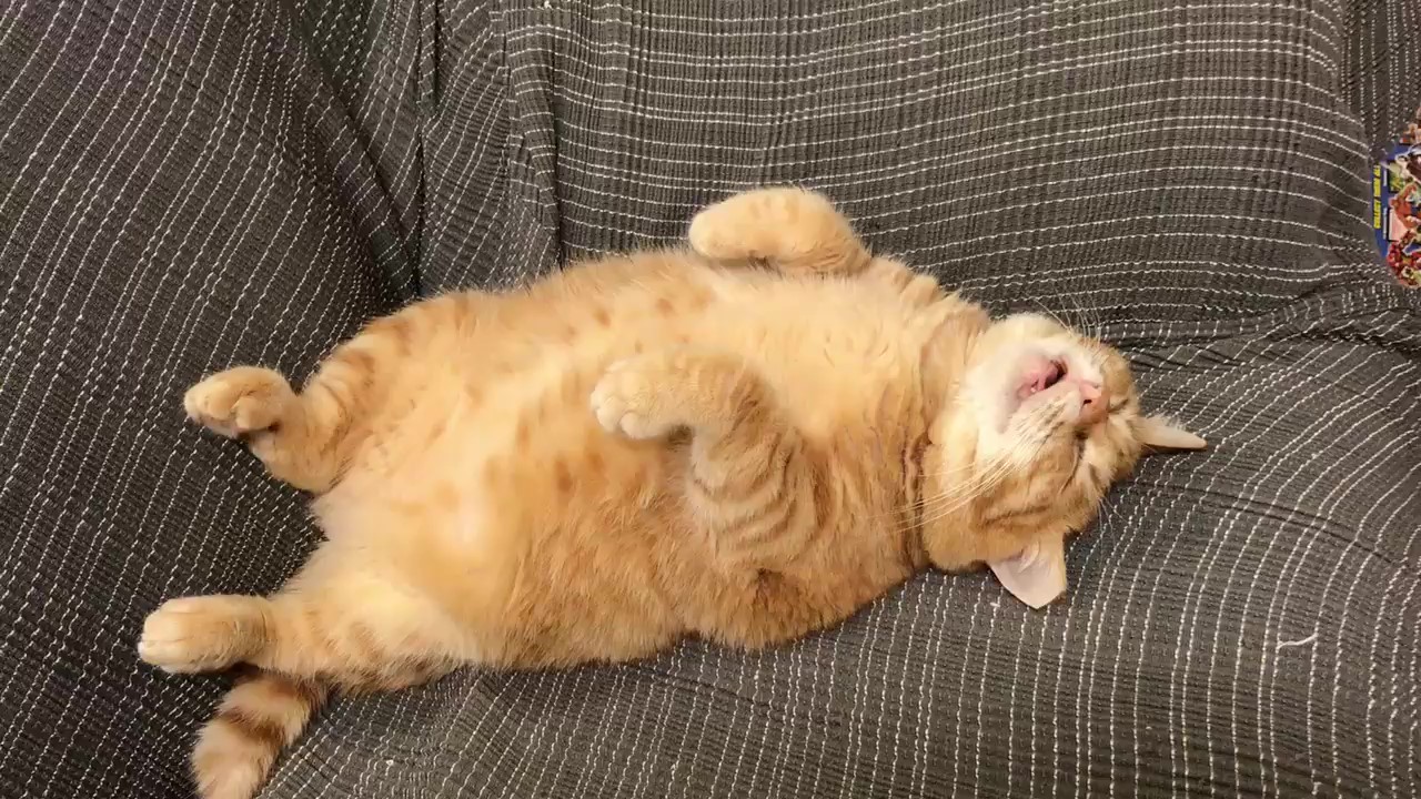 猫咪的眼睛颜色居然能决定性格,猫咪眼睛颜色竟然决定了它的性格