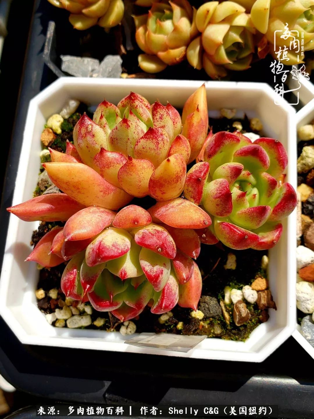 美国纽约有多少华裔人,美国纽约有多少个华人