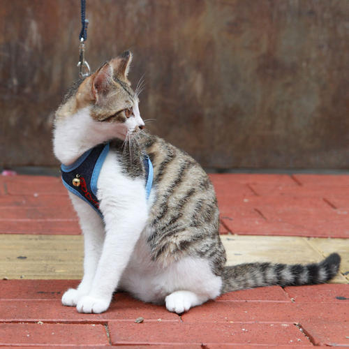 怎样让猫咪变成粘人小猫,要怎么驯服一只小猫