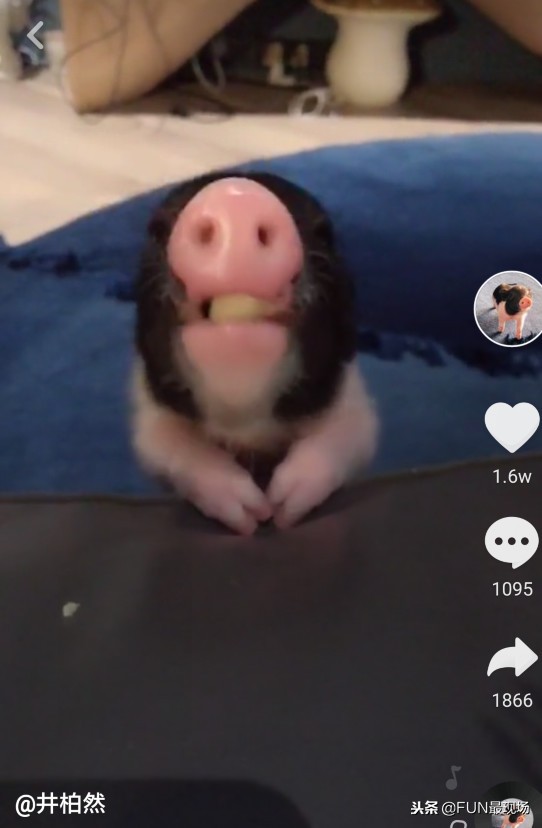 井柏然抖音小猪,井柏然给白敬亭送小猪佩奇