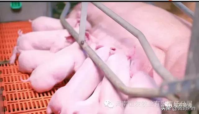 养猪人人工授精,养猪十大必备技巧