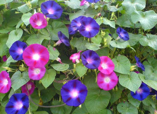 十二属相对应的植物,十二生肖中最罕见的植物