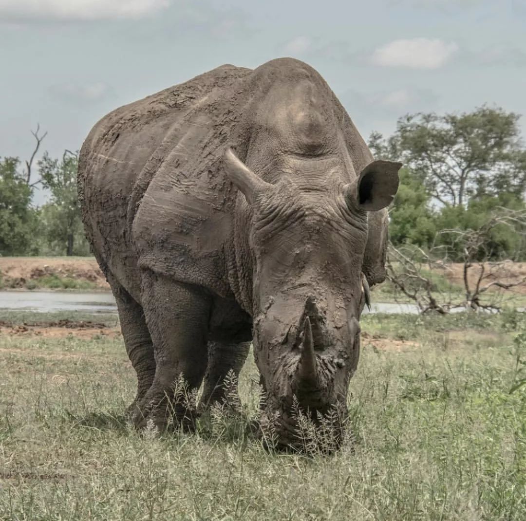 非洲猎游全攻略，让你分分钟玩转非洲草原
