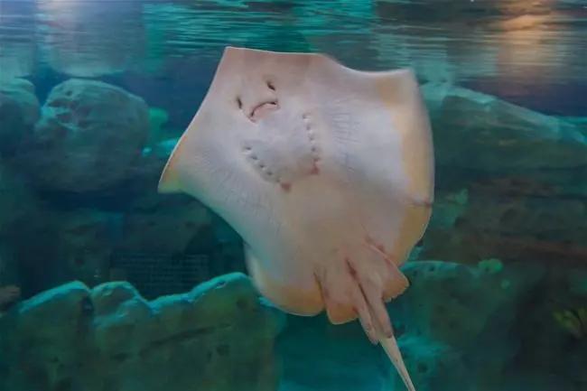 现实中的海绵宝宝是海洋生物,海绵宝宝中的珍珍是什么海洋生物