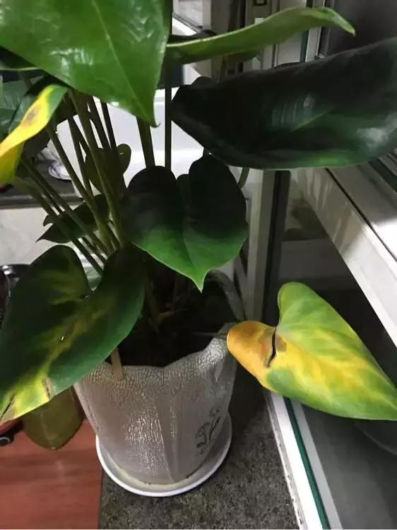 红掌枯萎还会长新叶吗,红掌黄叶腐烂枯萎怎么补救