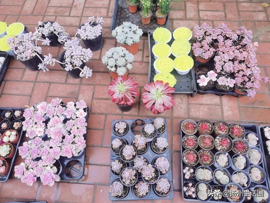 扬州花卉市场大全,扬州西区花卉市场