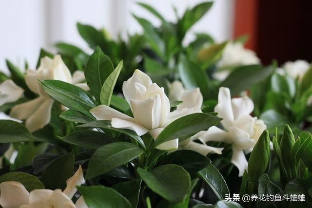 栀子花叶片发黄多久可以恢复,栀子花光照充足还是黄叶