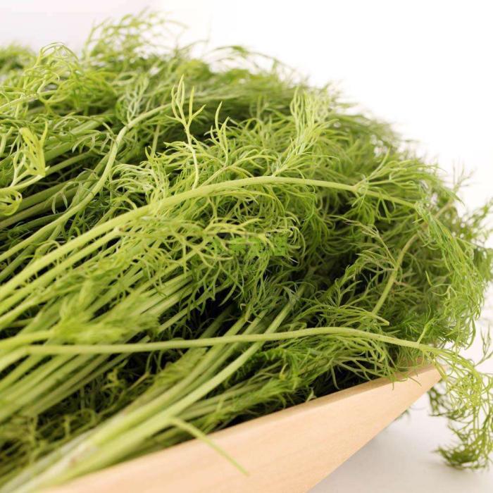 茴香的种植方法及注意事项,茴香栽培技术与方法