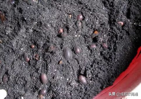 土元的养殖室温,土元的养殖技术