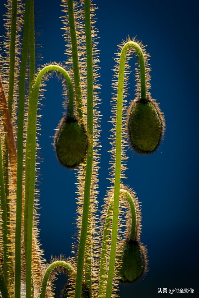 北京国际鲜花港门票优惠,北京国际鲜花港夏天