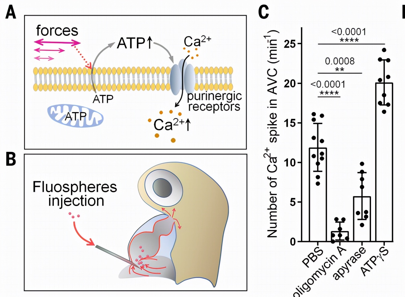 心脏机械瓣膜的工作原理,人工心脏瓣膜的产生与进展
