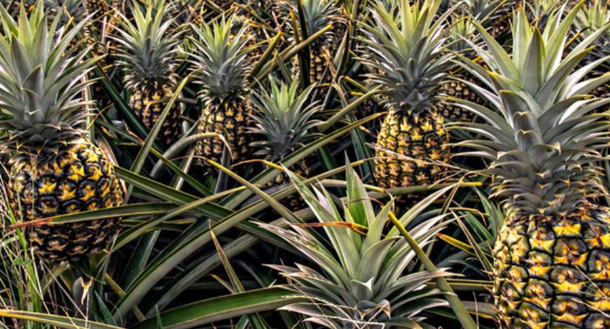 种菠萝的步骤是什么呀,种菠萝需要怎样的土壤