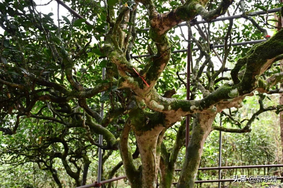 南糯山普洱茶与景迈茶,景迈和南糯山哪个好