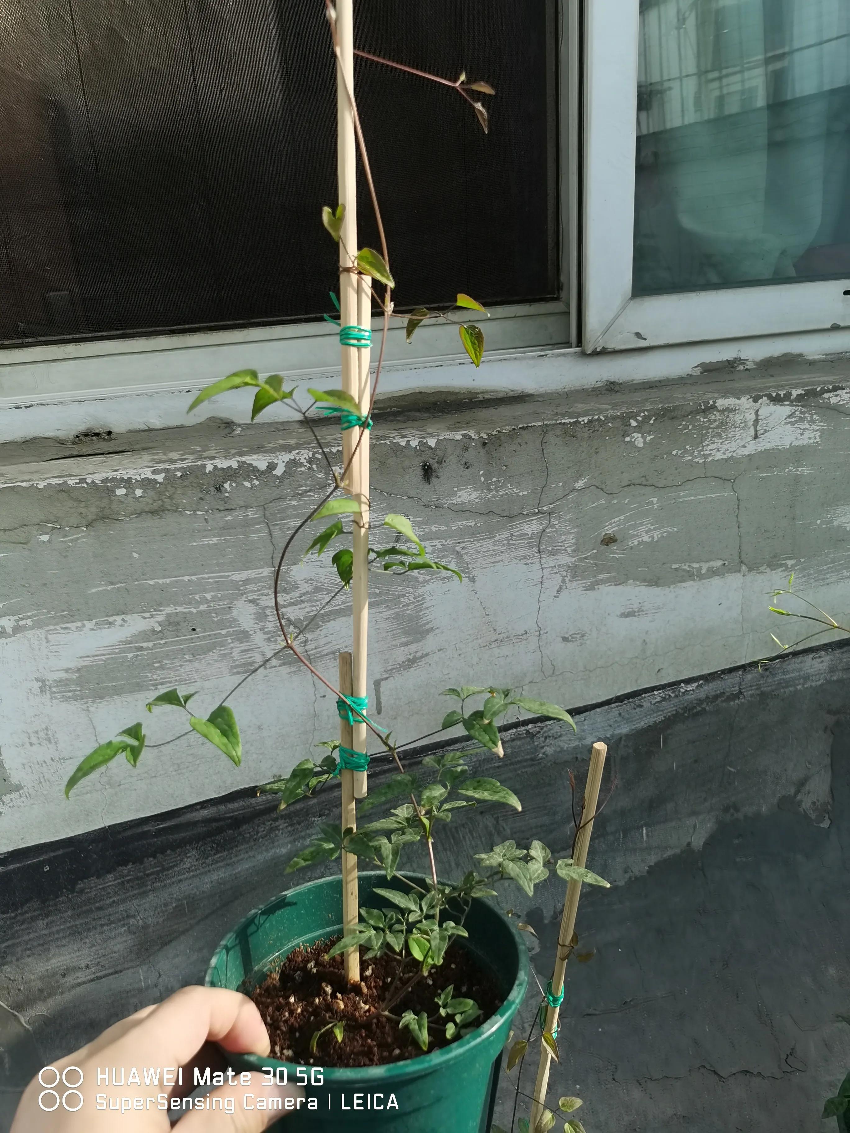 闲鱼买花有骗局吗,闲鱼上卖花好卖吗