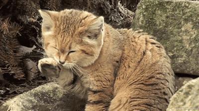 为什么猫咪对人的态度不同,猫咪对人和对猫的态度是一样的吗