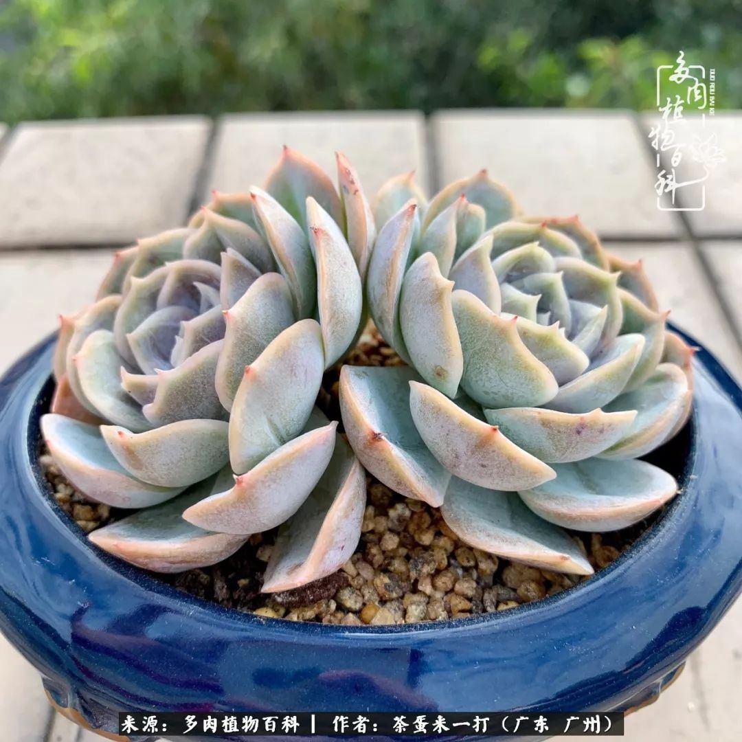 在冬日阳光下，记一个多肉小白的养肉历程