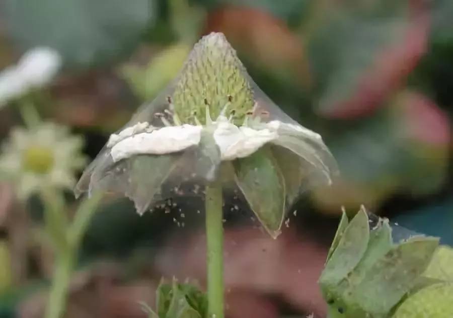 草莓红蜘蛛叶螨,叶片虫害识别与防治