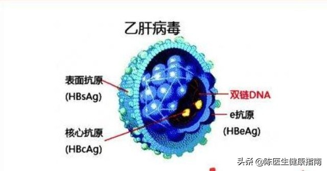 李兰娟院士：不要小看乙肝表面抗原的数值，它或可预测乙肝治愈率