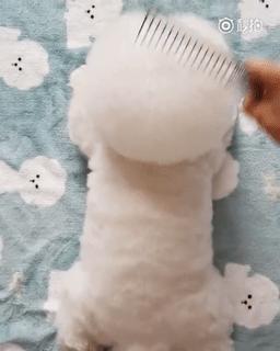 第1次想养纯种狗应该怎么挑,纯种狗和不纯种哪个好养