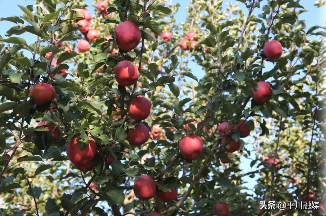 又香又脆又甜的苹果,好吃的苹果又脆又甜青苹果
