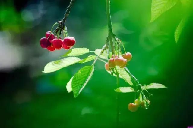 陕西樱桃采摘园大樱桃,西安樱桃采摘基地推荐