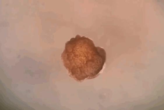 全球首个自我复制的活体机器人,全球首个活体机器人诞生了