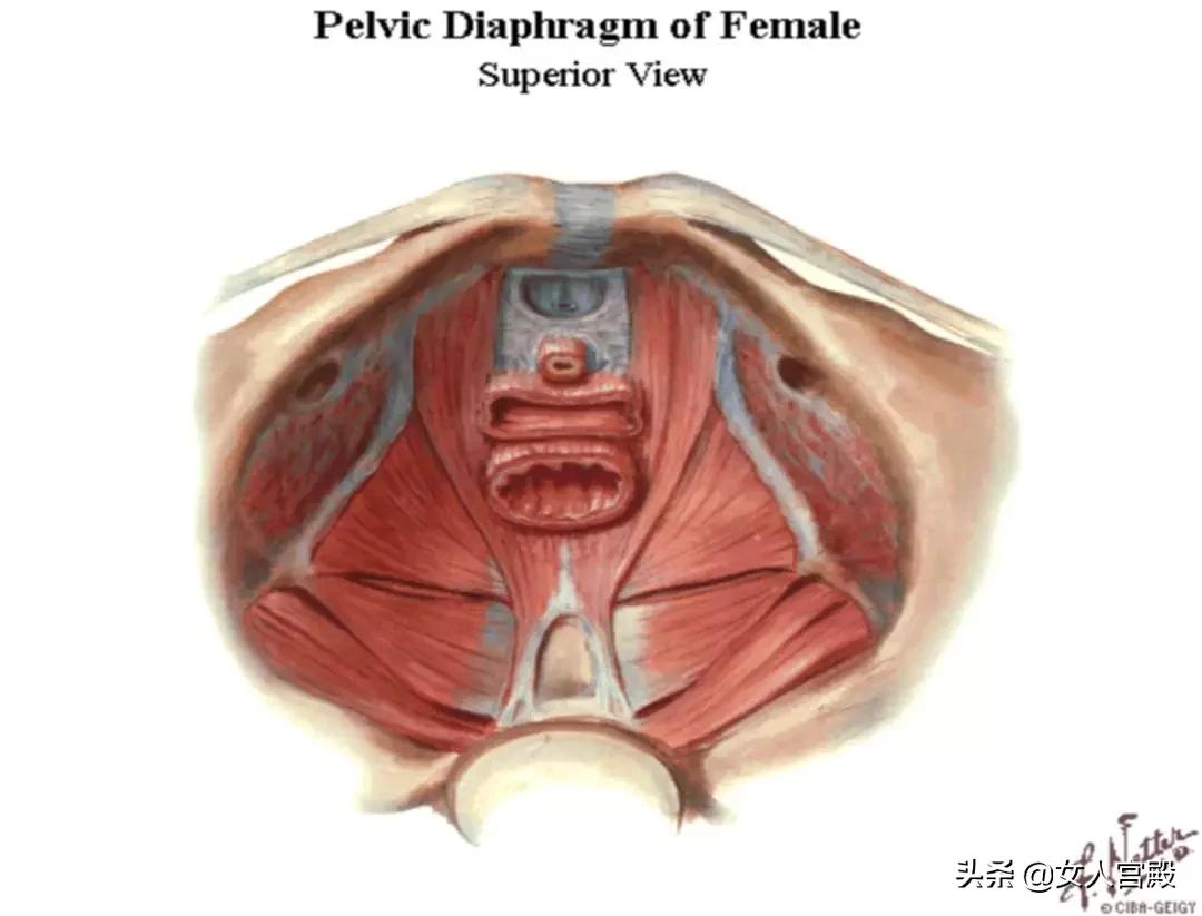 盆底肌松了做什么修复最有效果,产后盆底肌松了怎么办