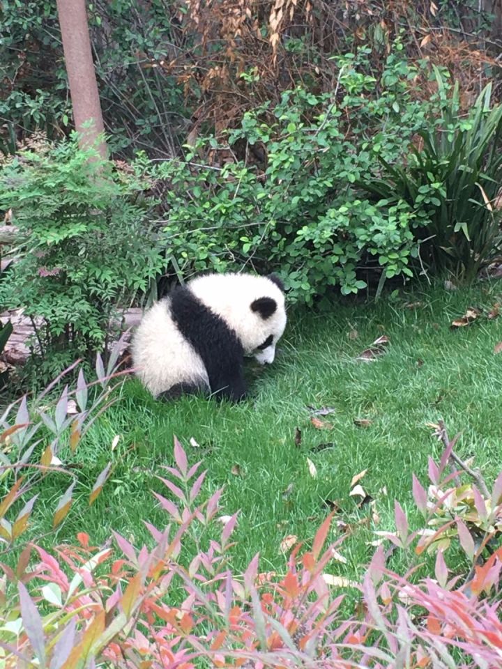 成都最吸引人的方面,成都最让你心动的地方