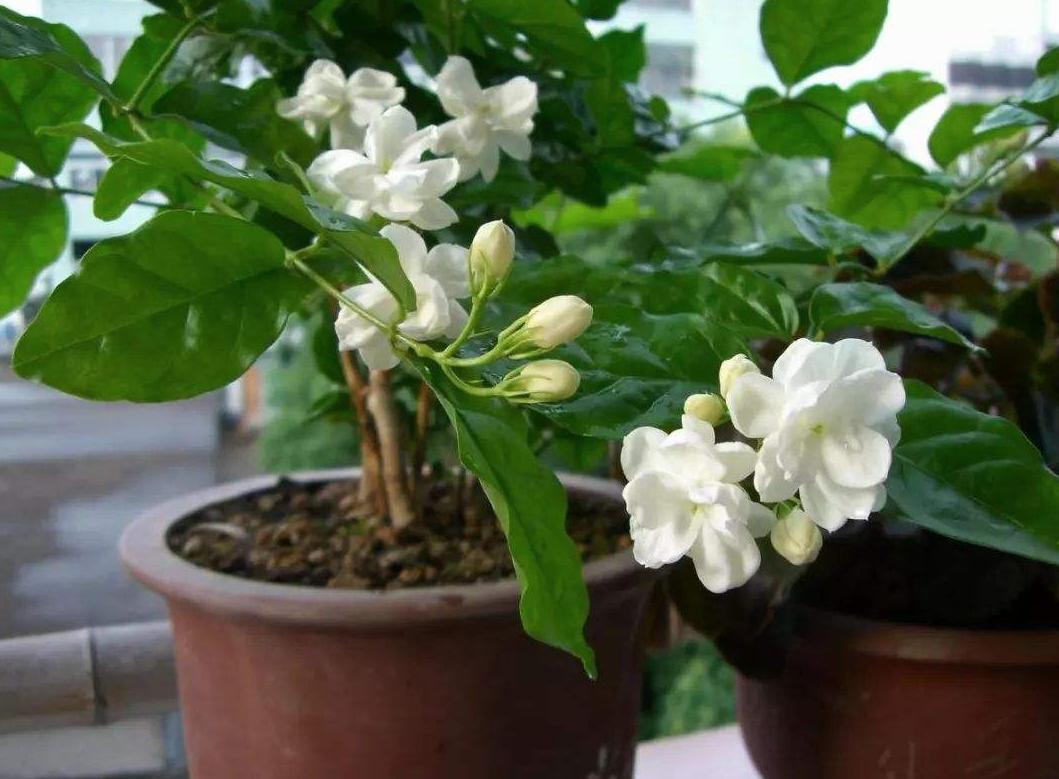 春天养茉莉花，压条“繁殖”效果好，省事又省力，花香飘满屋！