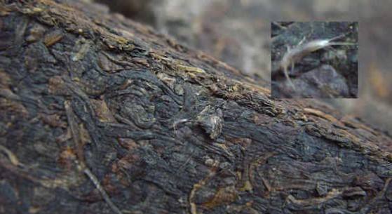 普洱茶饼出现虫蛀,普洱茶有白色的虫子