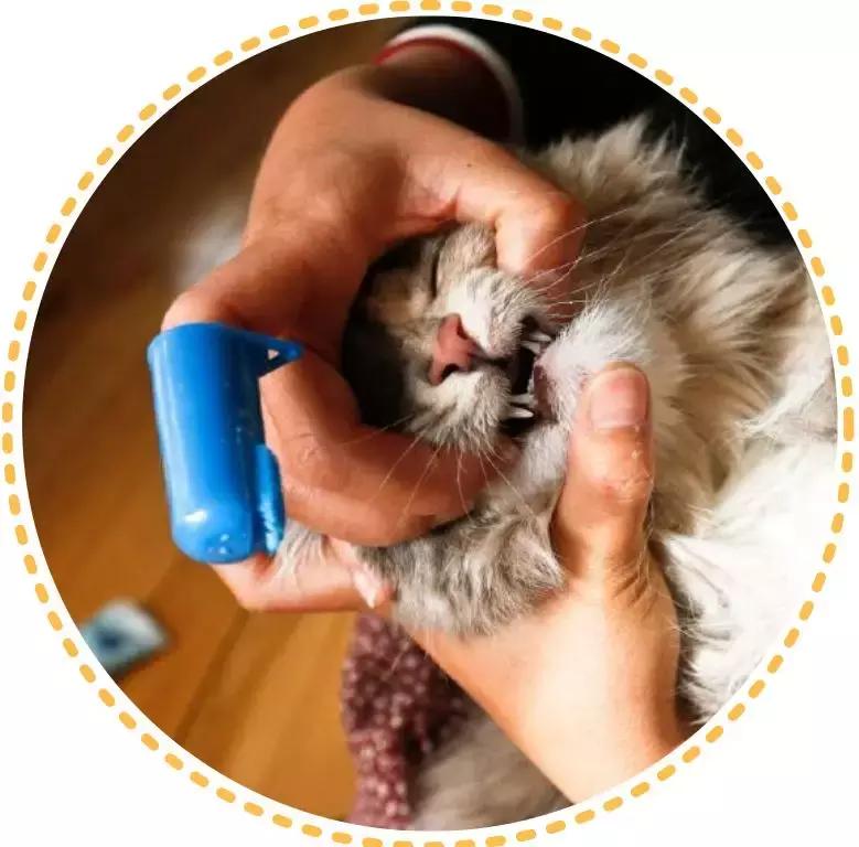 猫咪口臭去除神器,猫咪口炎